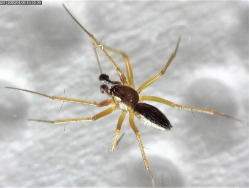 Tenuiphantes sp.